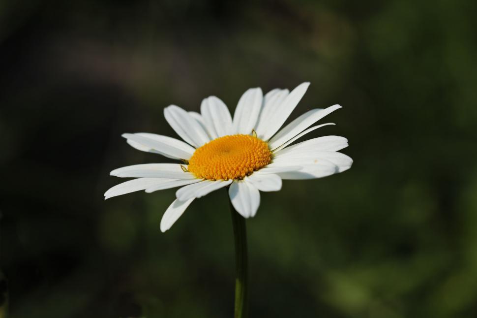 Free Image of Blooming White Flower  