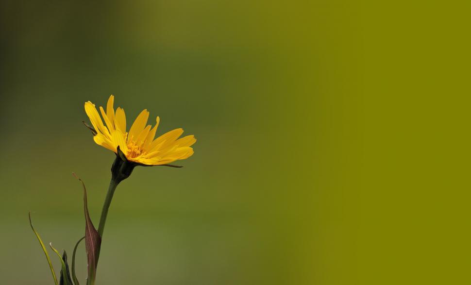 Free Image of Blooming Yellow Flower - Copy Space 