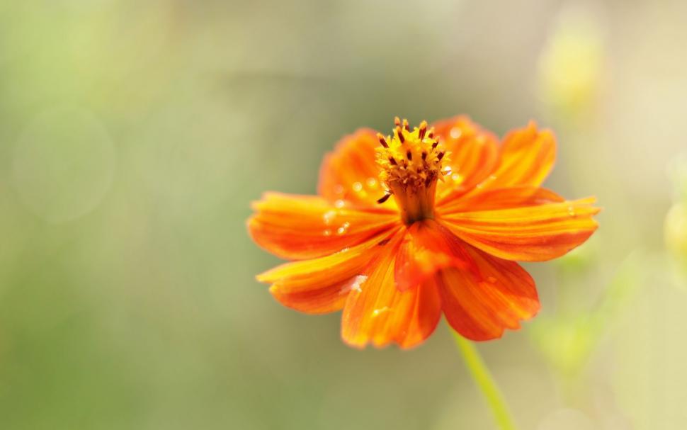 Free Image of Orange Flower 
