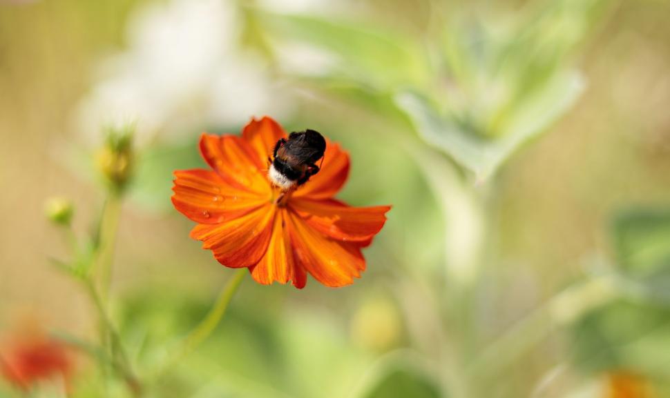 Free Image of Bee and Flower 