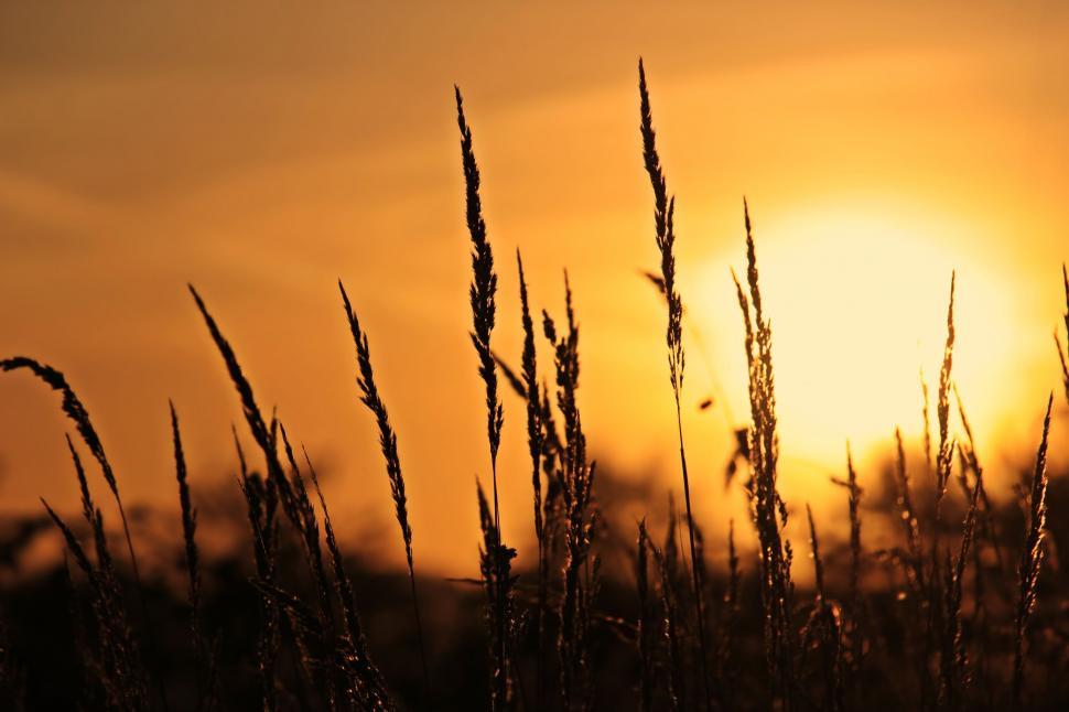 Free Image of Grass and Sunset 