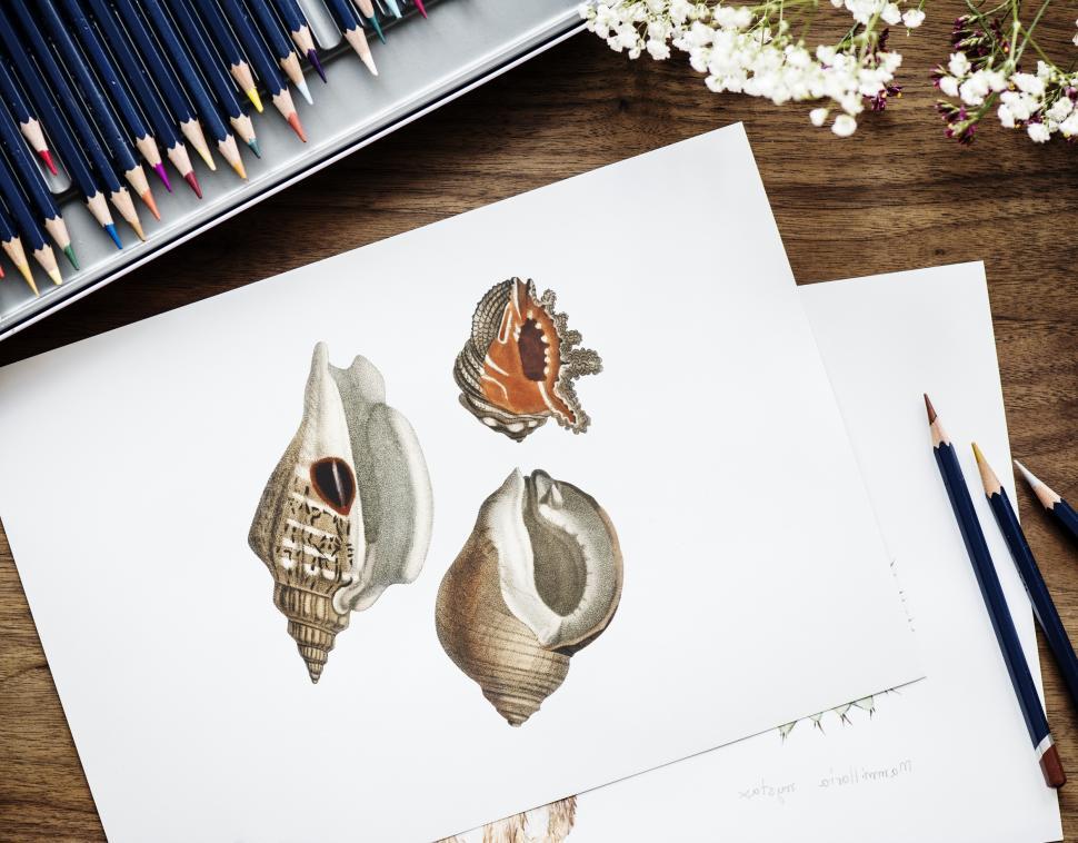 Free Image of A picture of conch shells surrounded with color pencils 