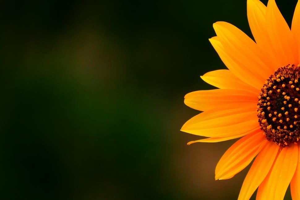 Download Free Stock Photo of Sunflower Yellow Flower Partial 