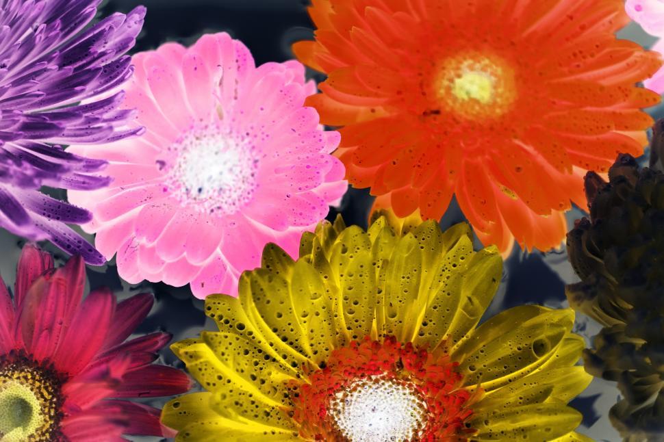 Free Image of Inverted color image of daisy and chrysanthemum flowers 