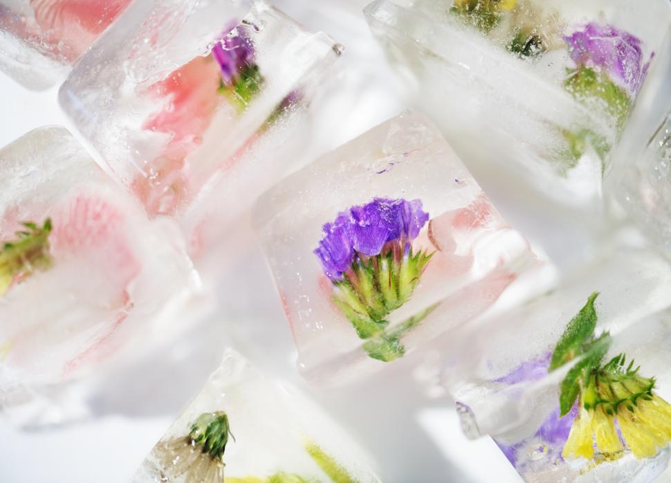 Free Image of Small flowers encased in ice cubes 