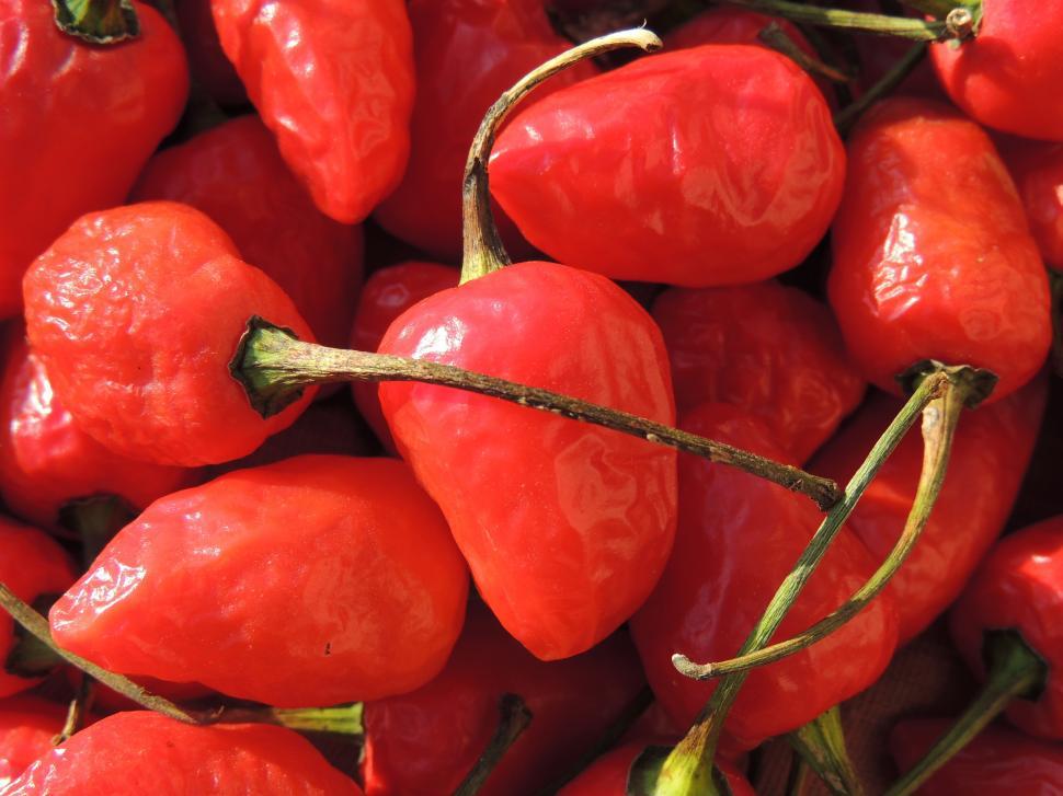 Free Image of Red Hot Chilies Macro   