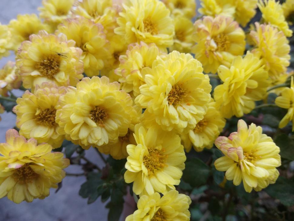 Free Image of A Bunch of Yellow flowers 