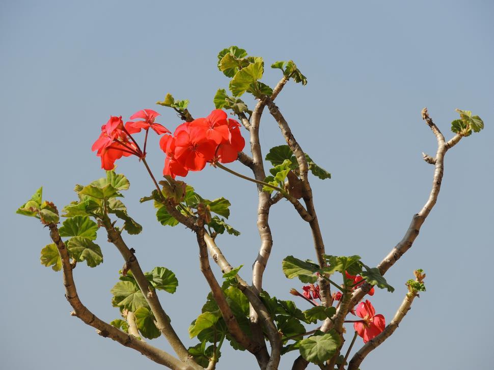 Free Image of Red Flower   