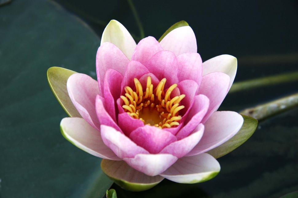 Free Image of Water Lily bloom in pink and white 