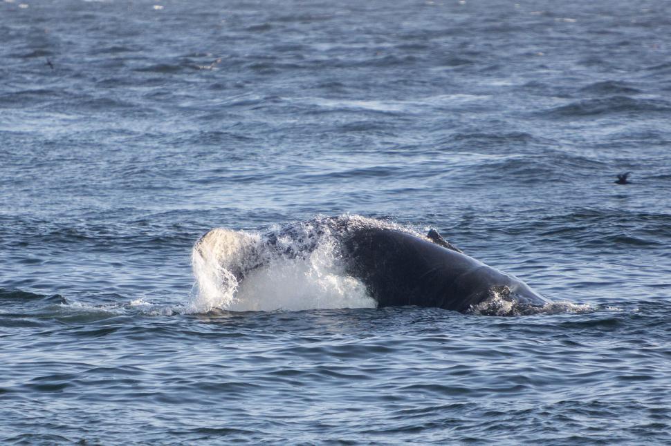 Free Image of Humpback whale rolling 