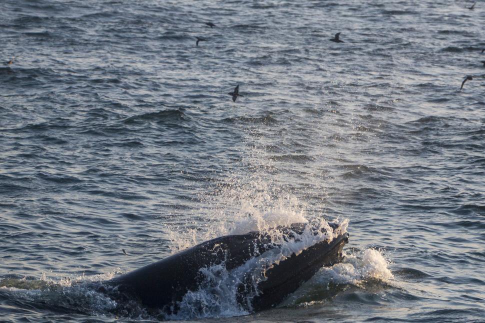 Free Image of Humpback whale feeding 