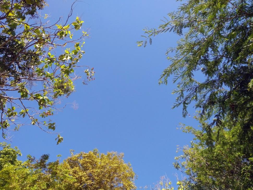 Free Image of Clear blue sky viewed through branches of tropical trees  