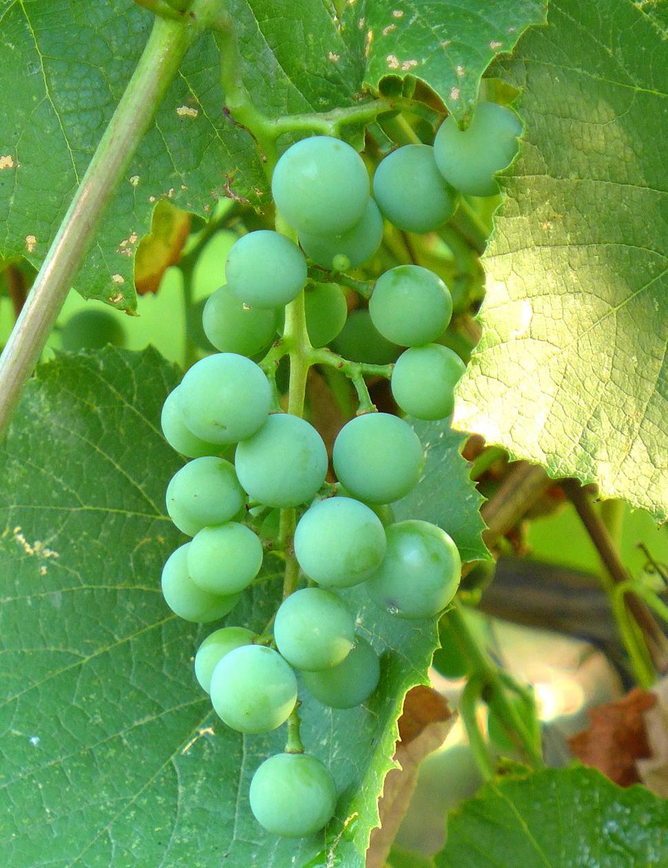 Free Image of Bunch Of Green Grapes 