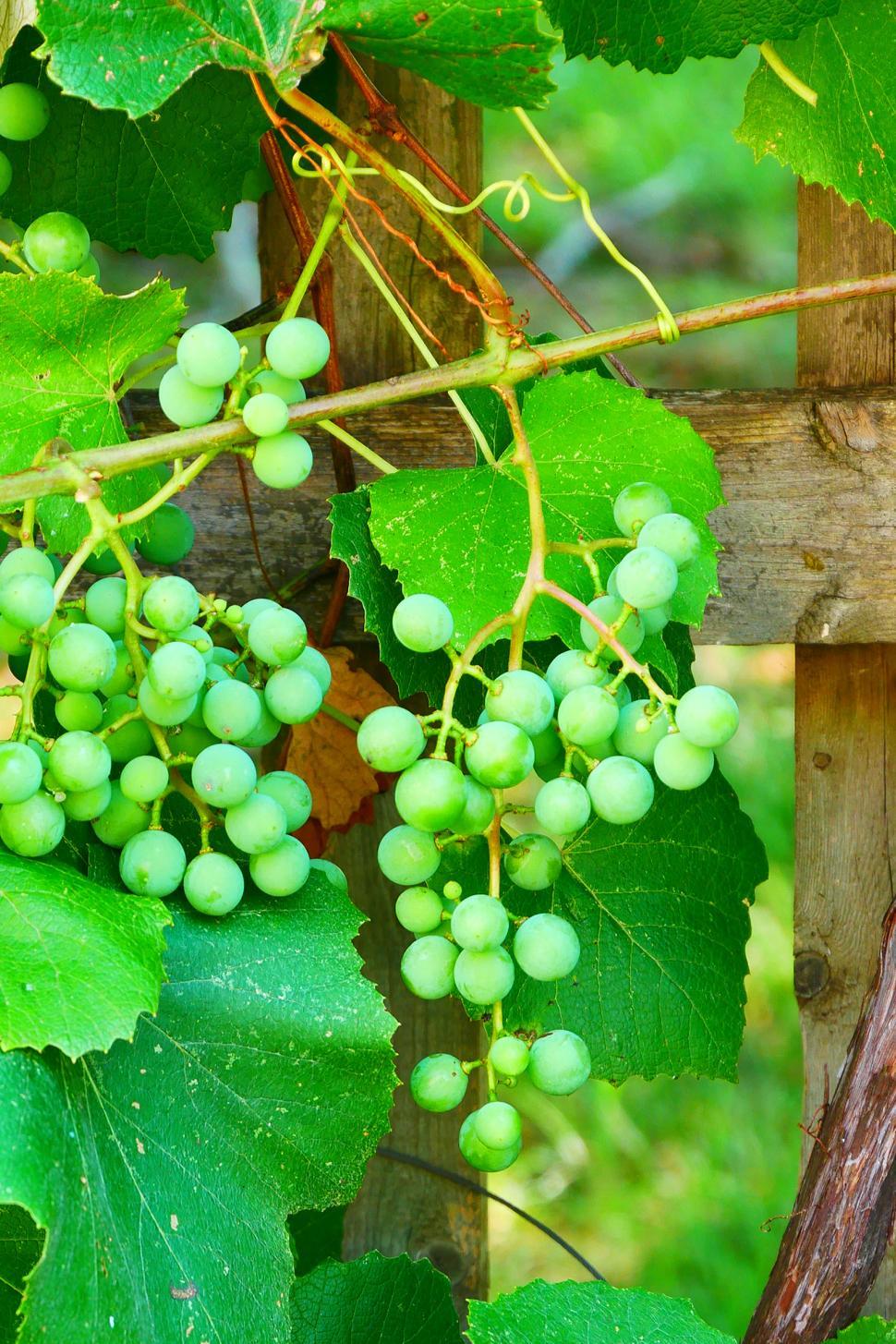 Free Image of Bunch Of Grapes on Wooden Trellis 