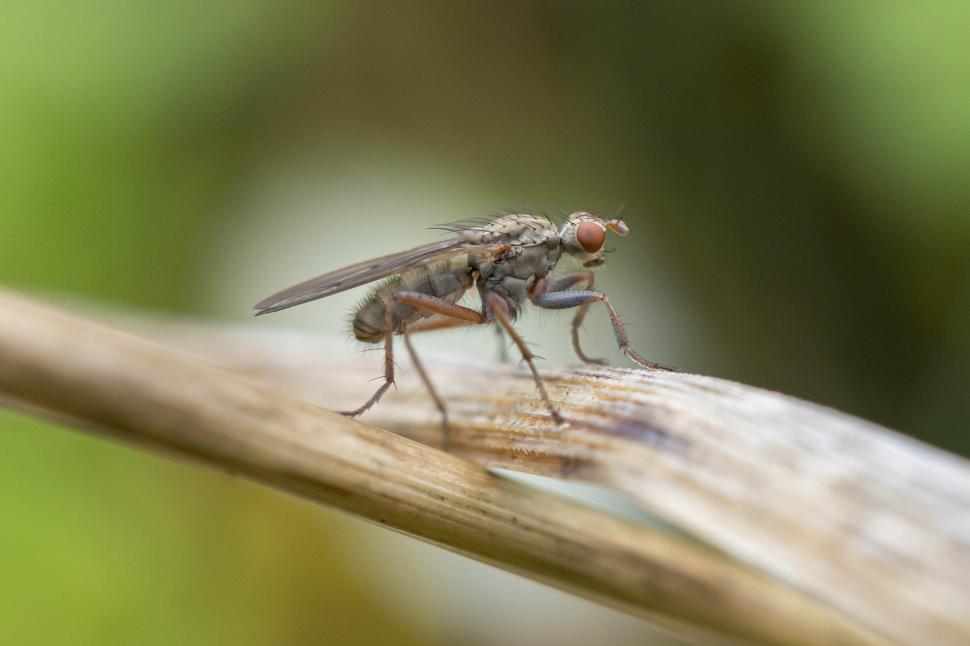 Free Image of Marsh Fly 