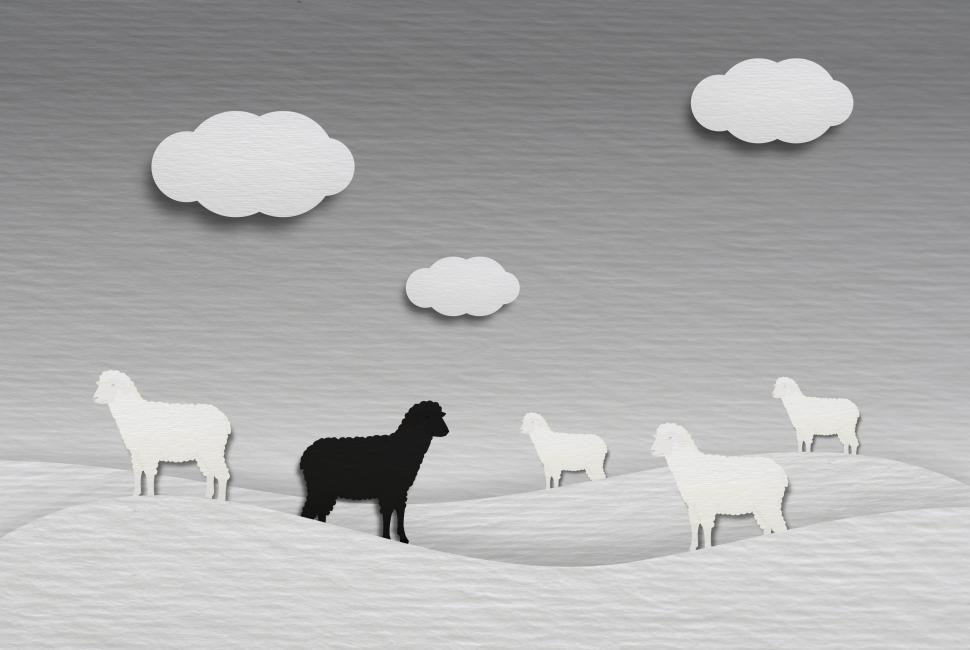 Free Image of Black Sheep - Not Belonging 