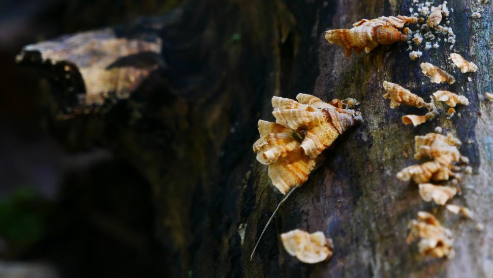 Free Image of Fungi On Dead Tree 