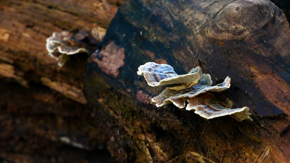 Free Image of Fungi On Fallen Dead Tree  