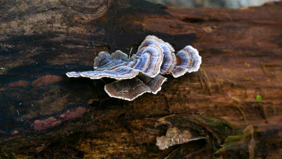 Free Image of Turkey Tail Fungi 