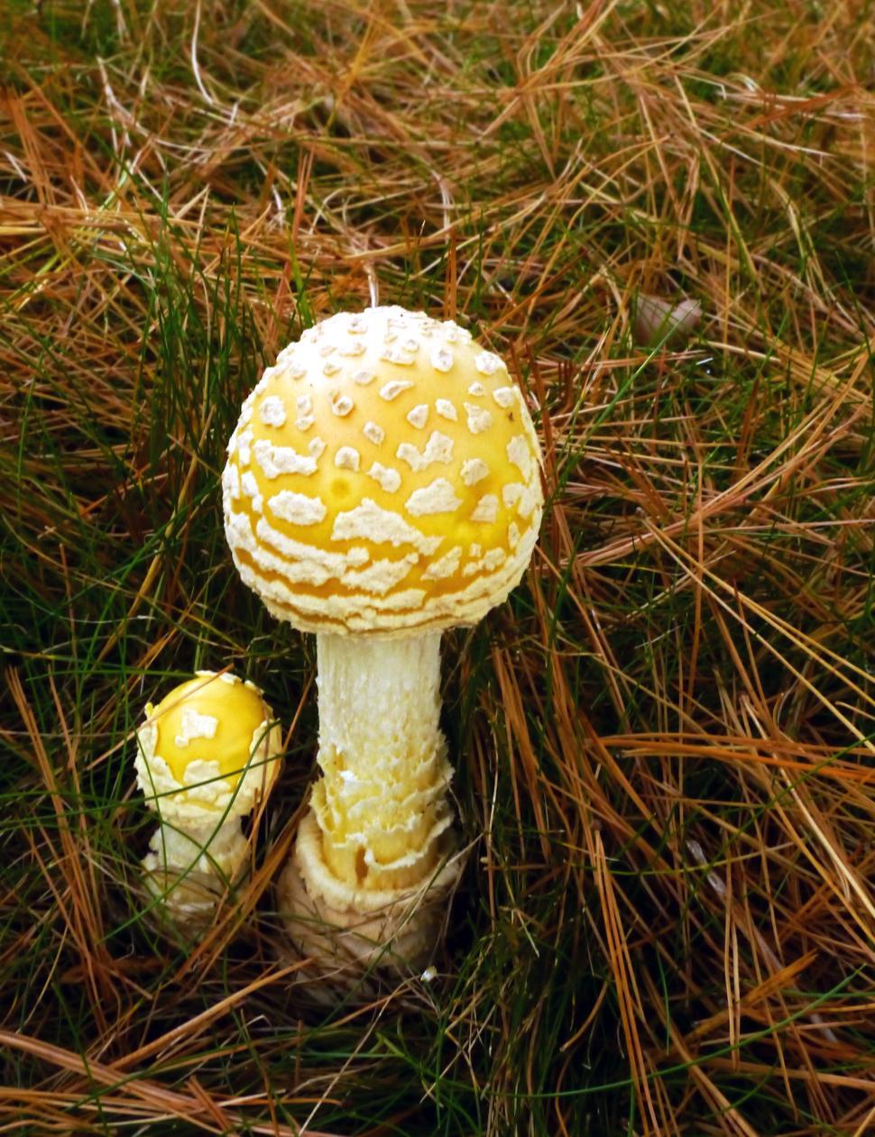 Free Image of Yellow Fly Agaric Toadstools 