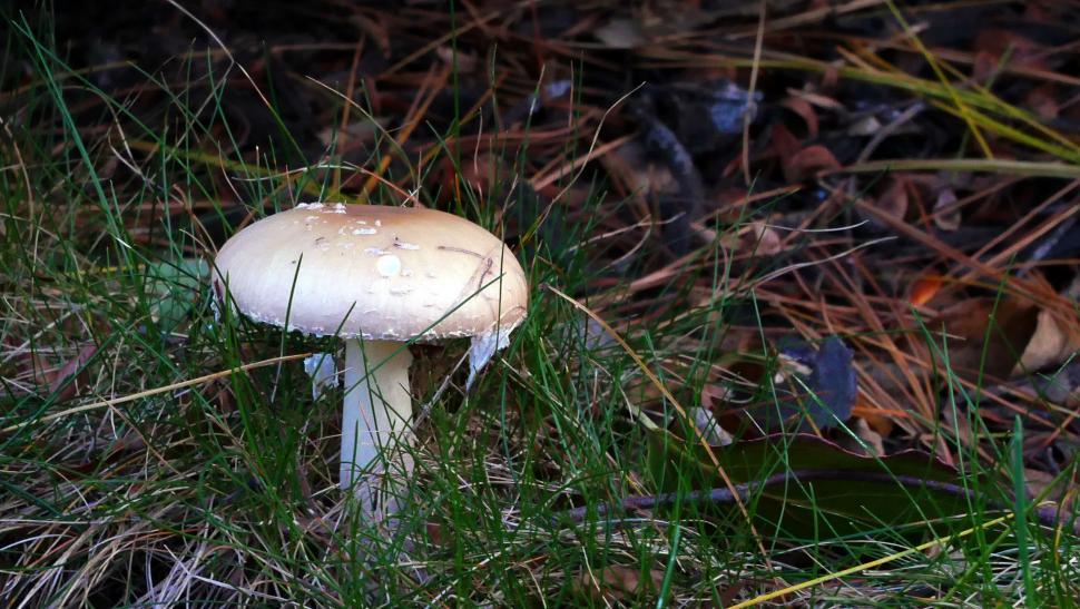 Free Image of Mushroom And Grass 