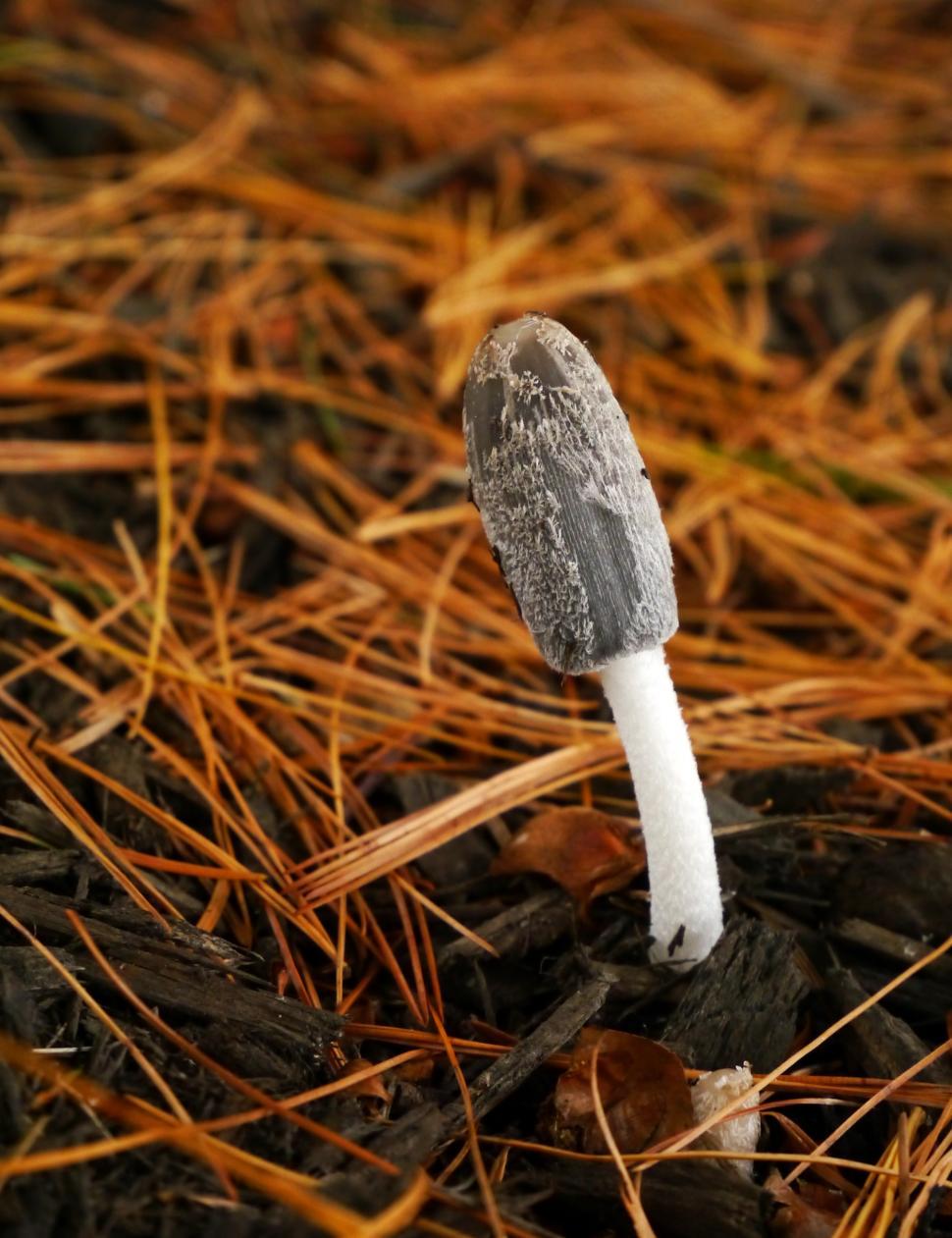 Free Image of Mushroom And Pine Needles 