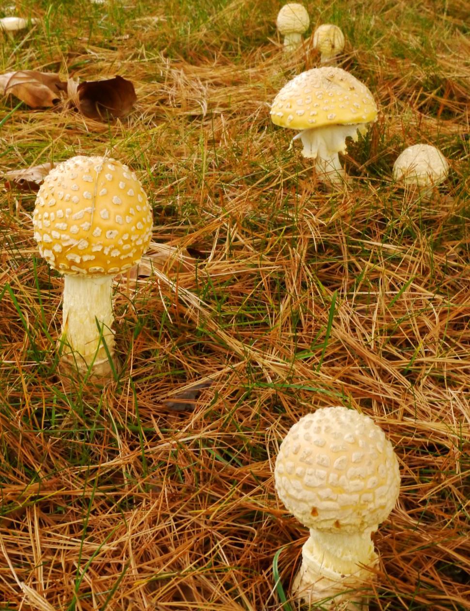 Free Image of Group of Yellow Fly Agaric Mushrooms 