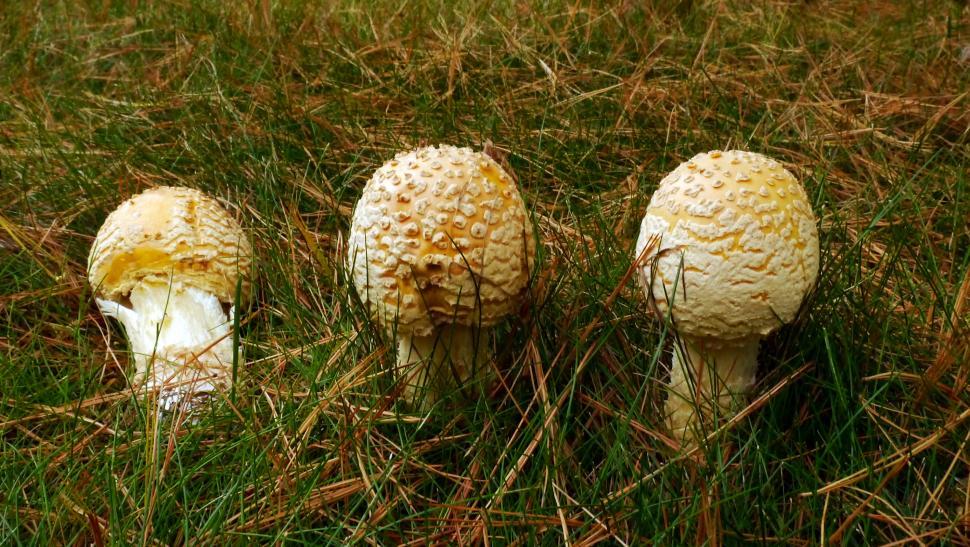 Free Image of Three Yellow Fly Agaric Mushrooms 