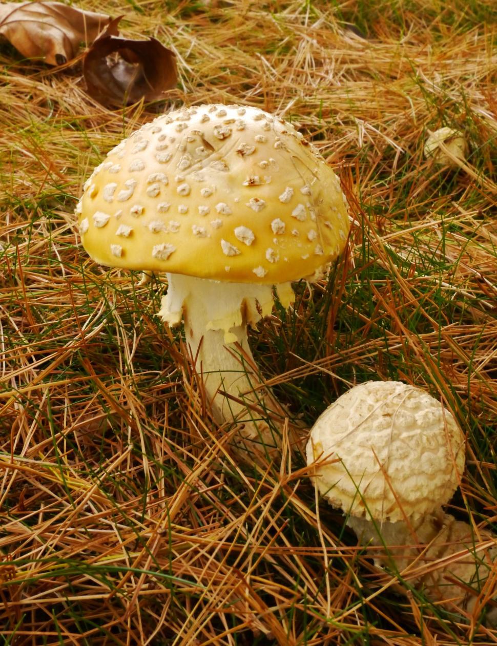 Free Image of Yellow Fly Agaric Mushrooms 
