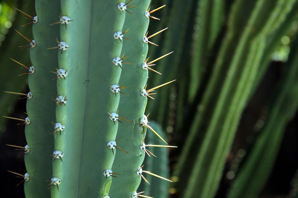 Free Image of Cactus needles protrude in the sun 