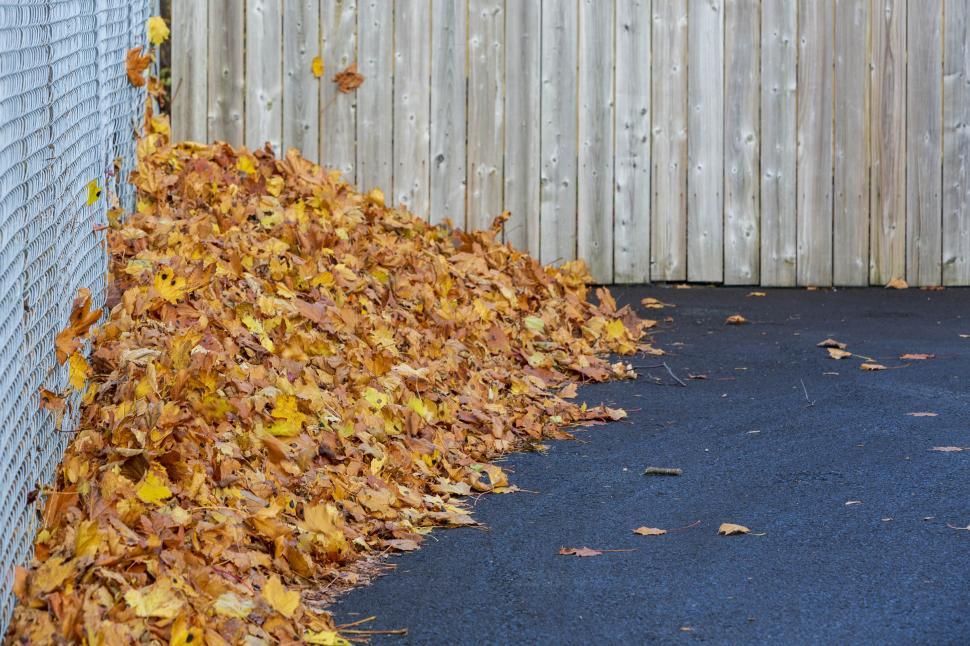 Free Image of Autumn leaves  