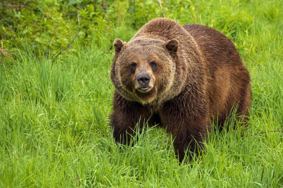 Free Image of Grizzly Bear 