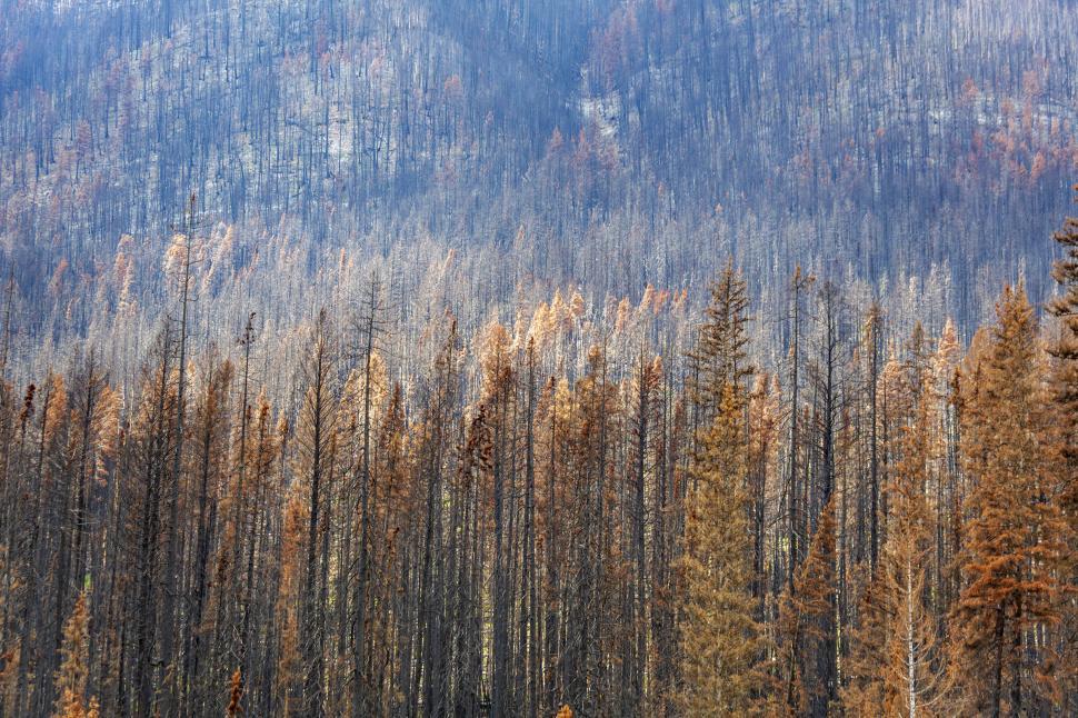 Download Free Stock Photo of Forest fire damage 