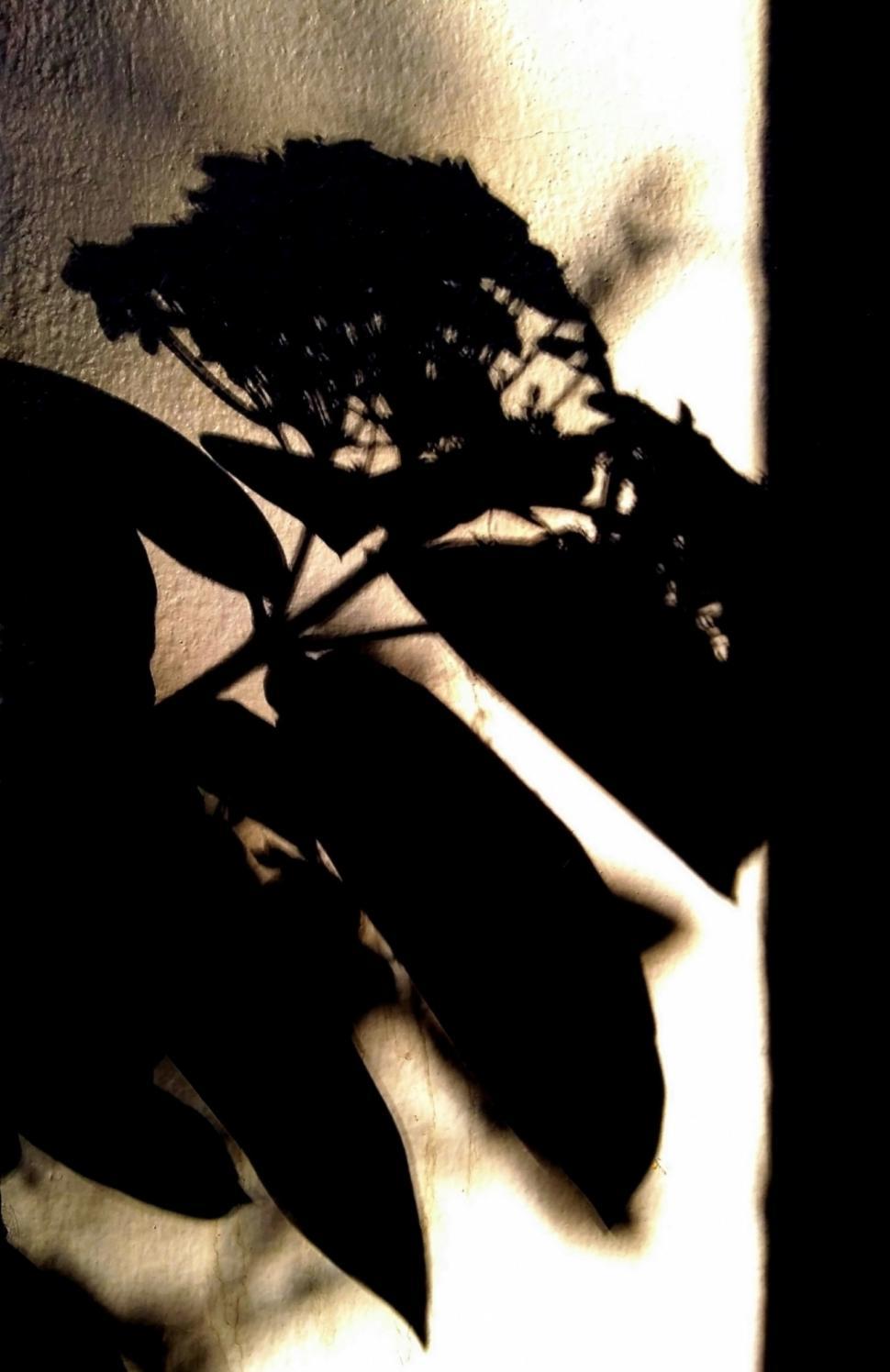Free Image of Shadow of a flower  