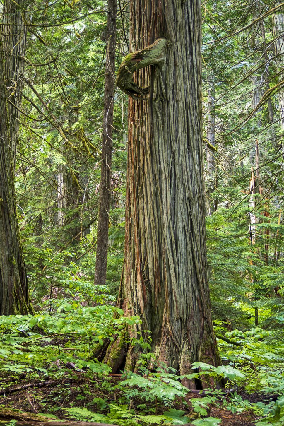 Free Image of Old growth forest Cedar 