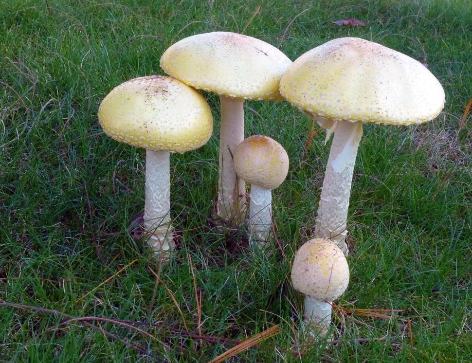 Free Image of Poisonous Mushrooms On Lawn 