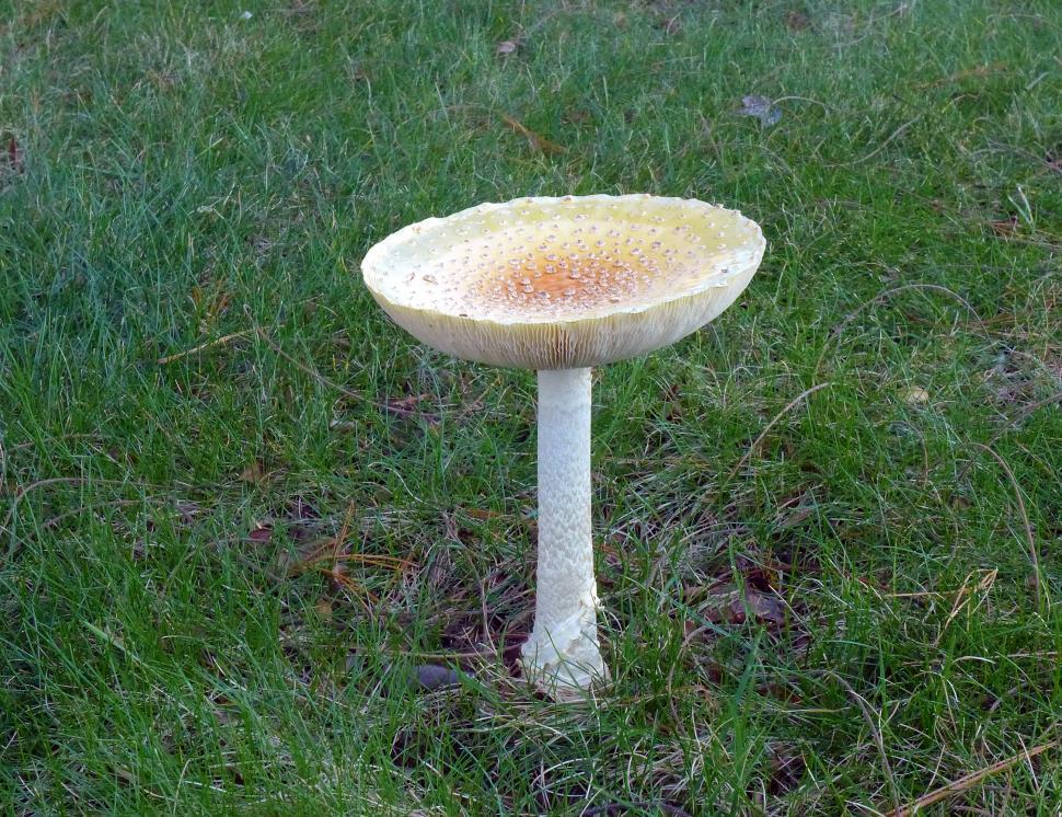 Free Image of Poisonous Mushroom 