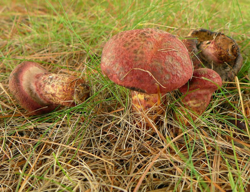 Free Image of Red Mushrooms 