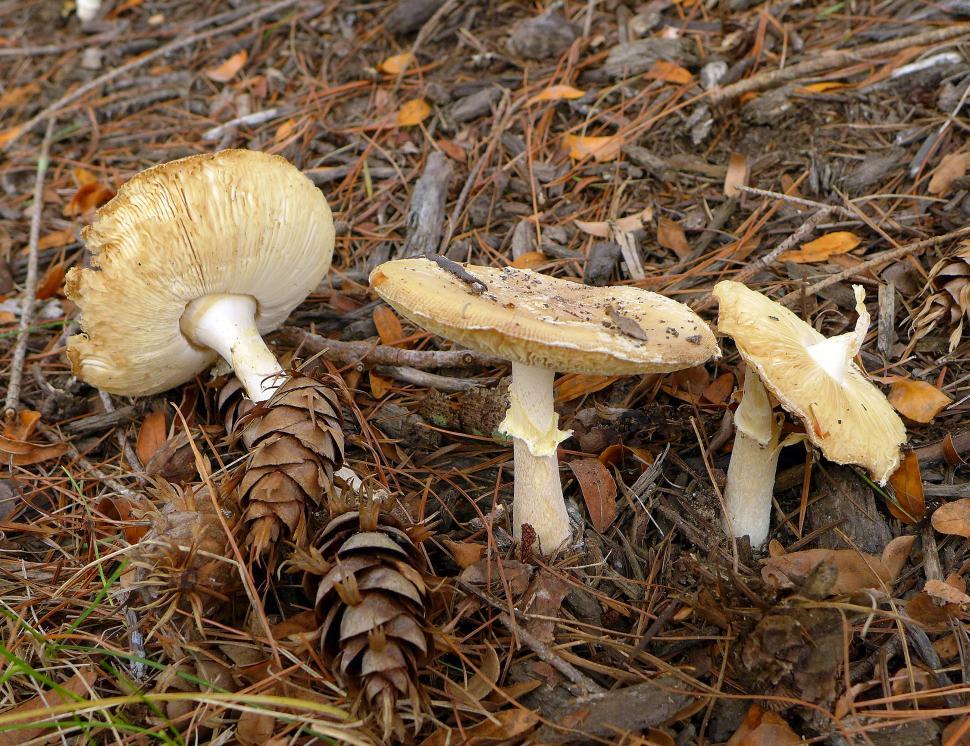 Free Image of Three Poisonous White Mushrooms 