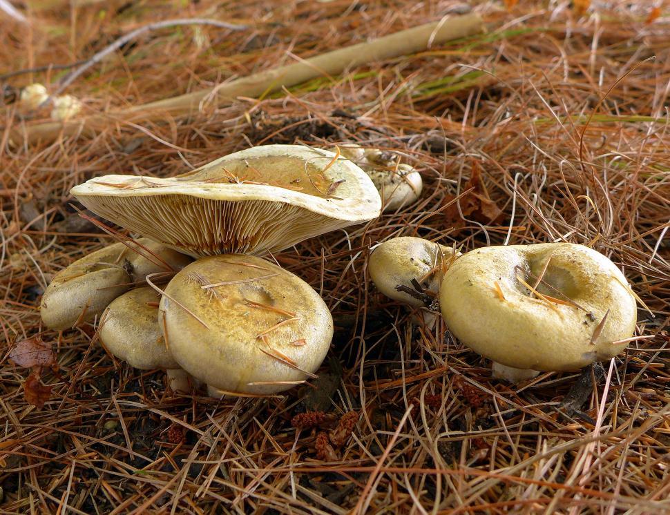 Free Image of Mushrooms And Pine Needles 