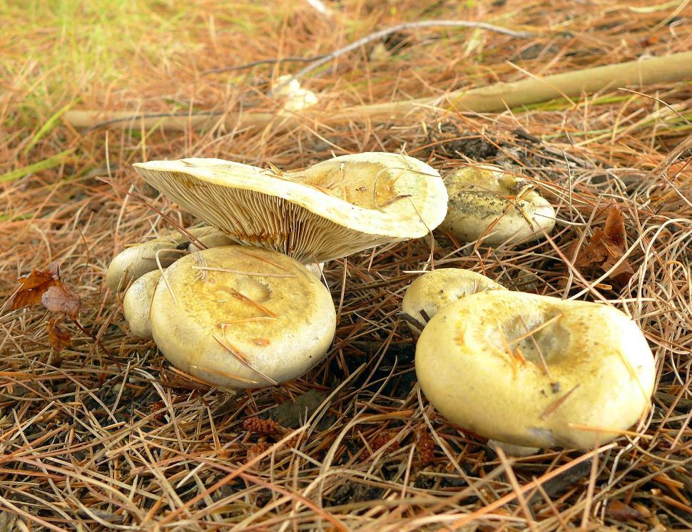 Free Image of Mushrooms And Brown Pine Needles 
