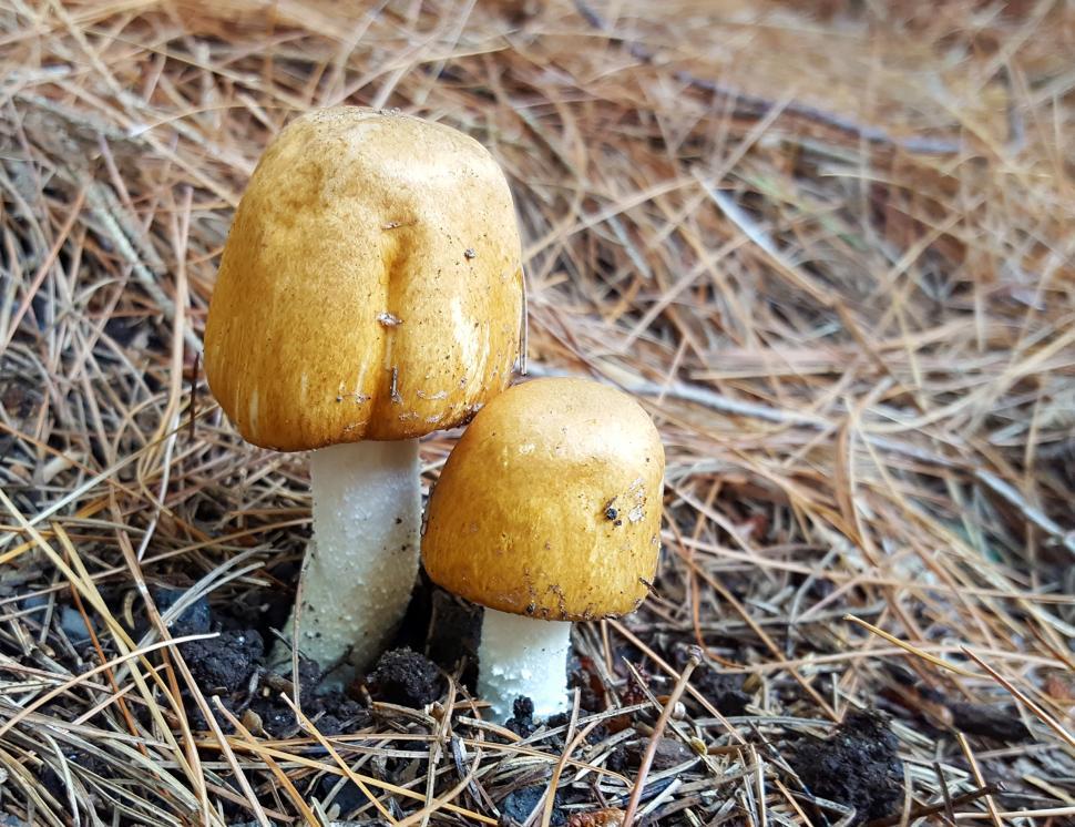 Free Image of Button Mushrooms 