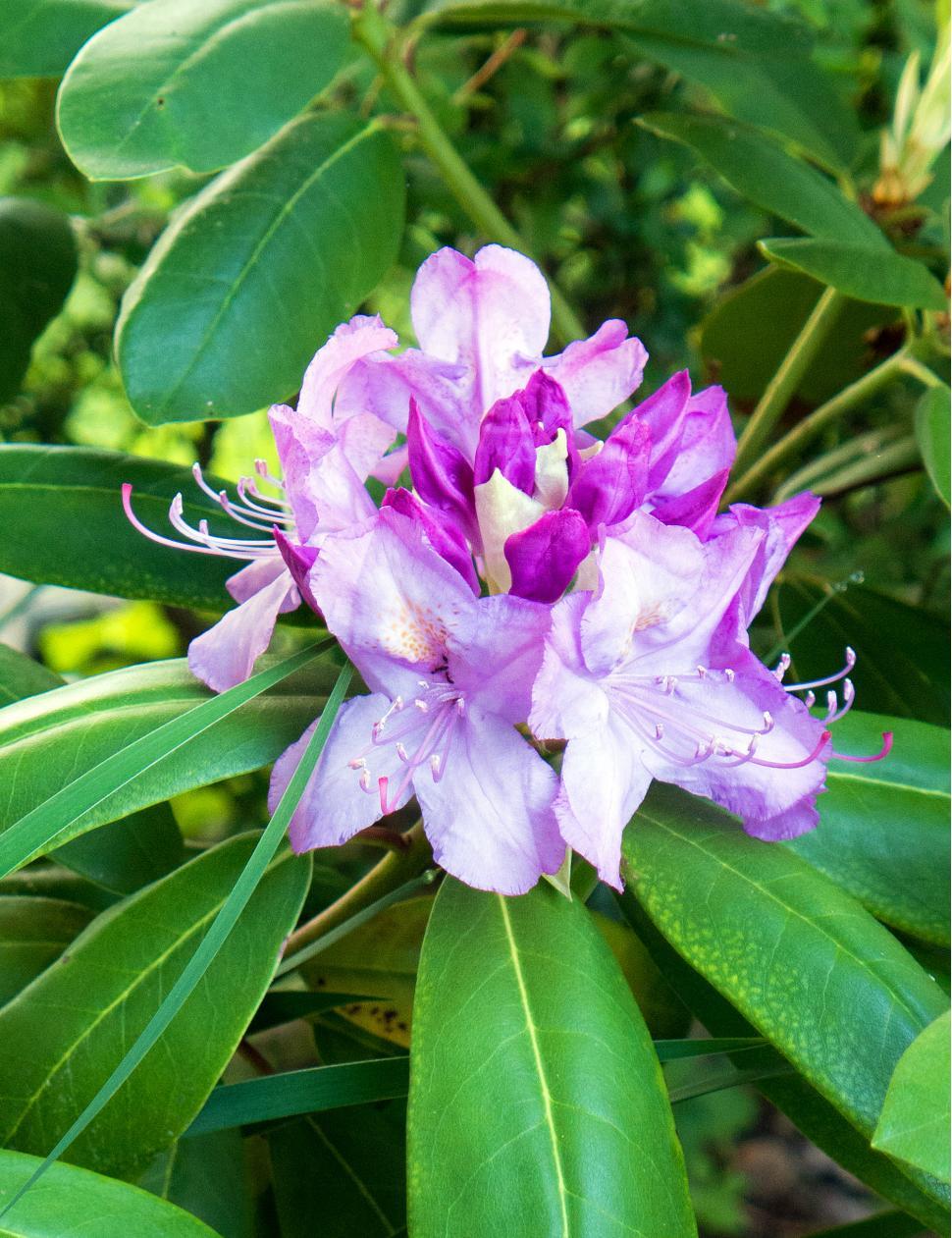 Free Image of Pink Rhododendron Blooms 