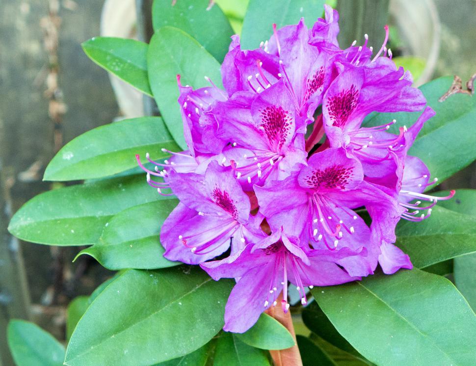 Free Image of Vivid Pink Rhododendron Flowers 