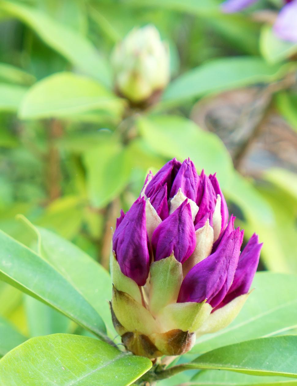 Free Image of Backyard Rhododendron Flower Buds 