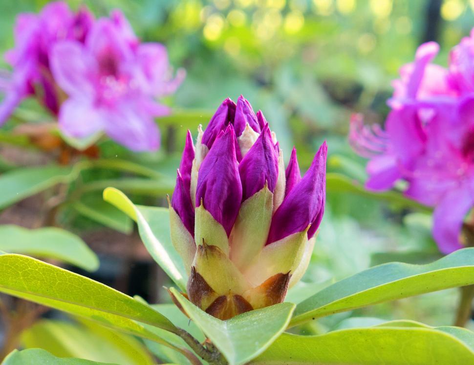 Free Image of Pink Rhododendron Flower Buds 
