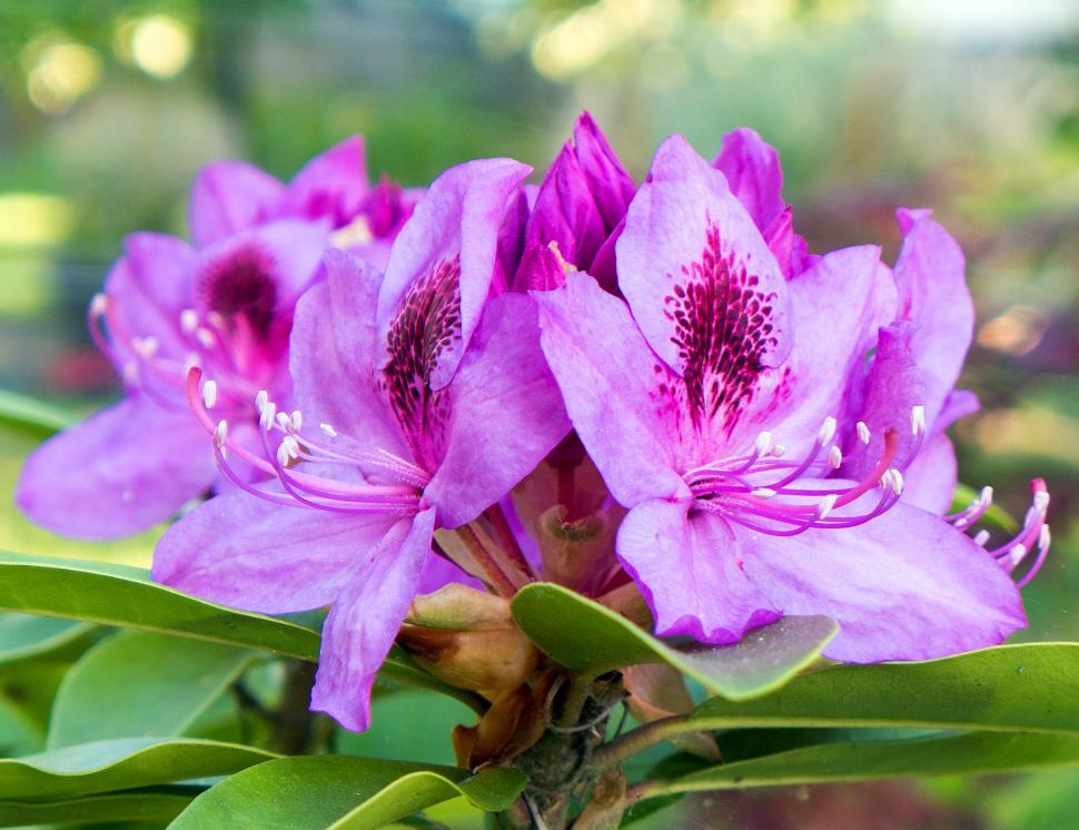 Free Image of Cluster of Pink Rhododendron Flowers 