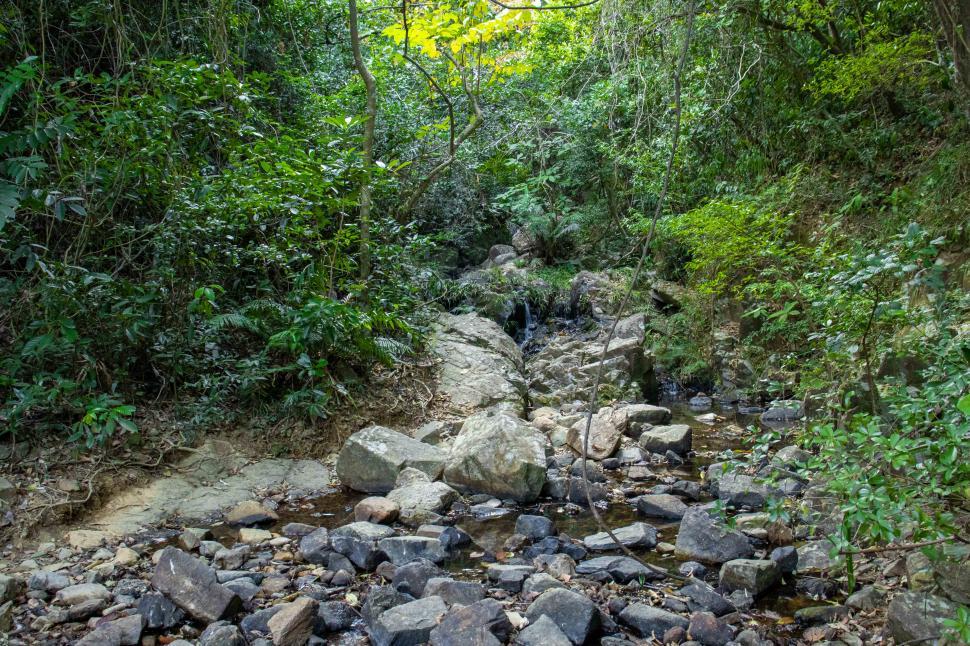 Free Image of small stream with rocks and trees  