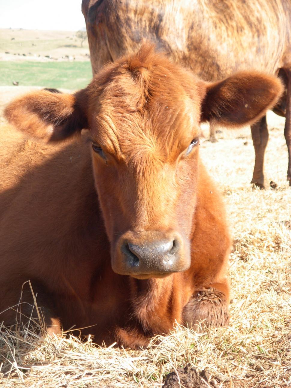 Free Image of Cow 