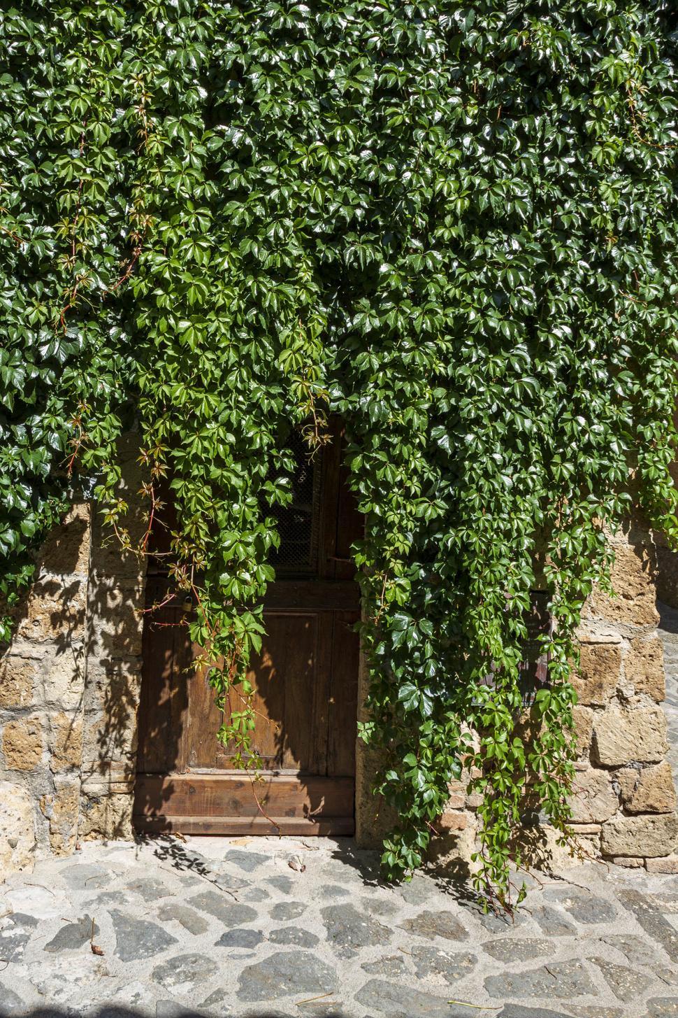 Free Image of Wooden door with vines 